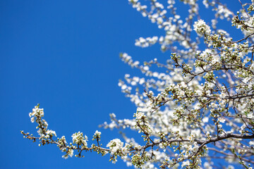 White flowers bloom in the trees. Spring landscape with blooming sakura tree. Beautiful blooming garden on a sunny day. Copy space for text.