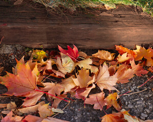 Autumn Fall leaves on ground in Canada