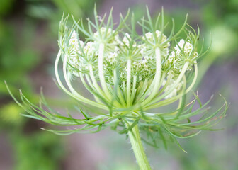 carrot flower