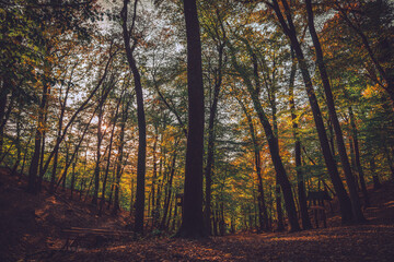 Fototapeta premium Autumn forest in the morning