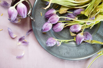 Lilac withered tulips on a pewter platter, spring still life