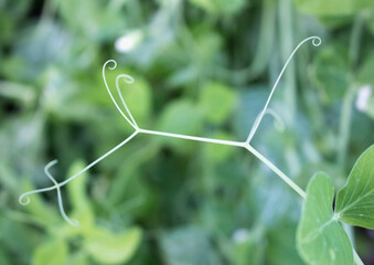pea shoot