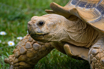 A portrait of a giant tortoise