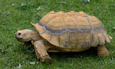Fototapeta premium A portrait of a giant tortoise