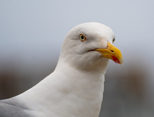A portrait of A Herring Gull