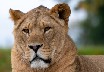 Fototapeta na wymiar A portrait of An African Lion