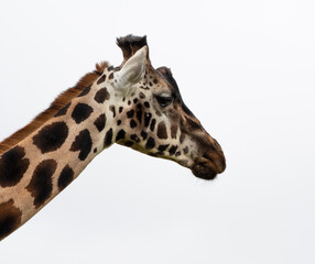 A portrait of A Rothschild Giraffe