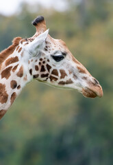 A portrait of A Rothschild Giraffe
