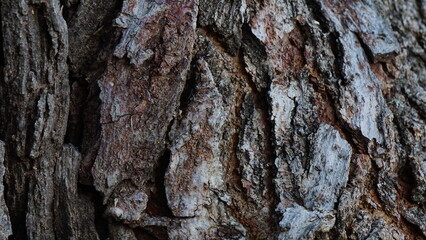 Textura de madera