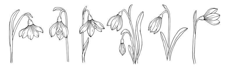 Set of botanical linear sketches of snowdrop flowers and buds.Vector graphics.
