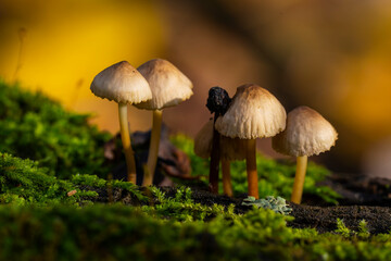 Mycena Tricholomataceae. Low depth of field. Morning light. Macro photo. Moss on the stump. Forest in autumn. Poisonous toadstool mushrooms. selective focus