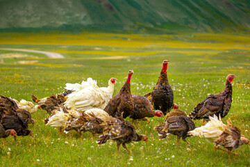 Turkeys walk on the grass in a green meadow in a pasture. Animal husbandry and agriculture in the mountains.