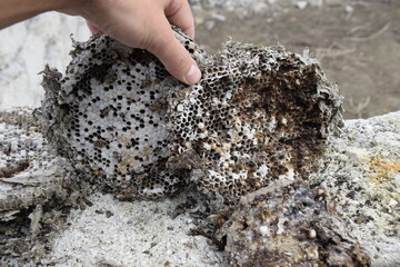 An old underground nest of wasps Vespula vulgaris.