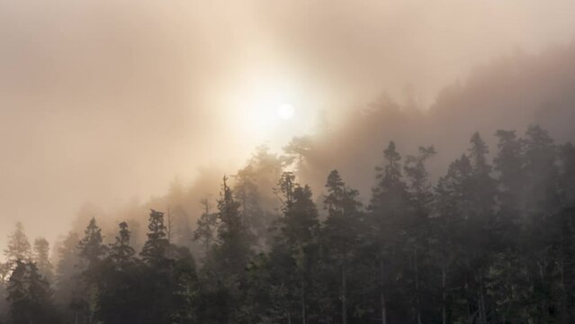 Foggy sunrise over forest tree line - timelapse