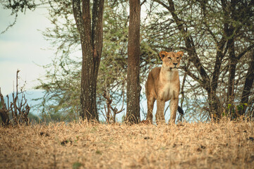 Lion queen