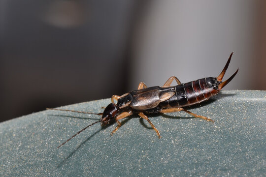 Forbicina in primo piano