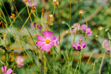 Beautiful natural floral background in the garden. Different flowers in the sunlight. Summer natural landscape with copy space.