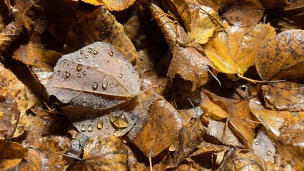 Water drops on the leaves decomposition 