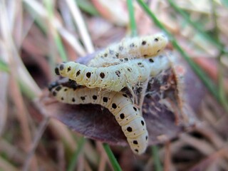 Ermine moth caterpillars (Yponomeuta mahalebella) fallen to the ground on a wilted leaf