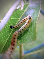 Ermine moth (Yponomeuta mahalebella) caterpillars in a St. Lucia cherry leaf. Outdoor Macrophotography .