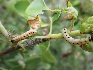 Ermine moth (Yponomeuta mahalebella) caterpillars devouring leaves of St. Lucia cherry tree