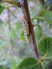 Chenilles d'Yponomeute (Yponomeuta mahalebella) rampant  sur une branche 