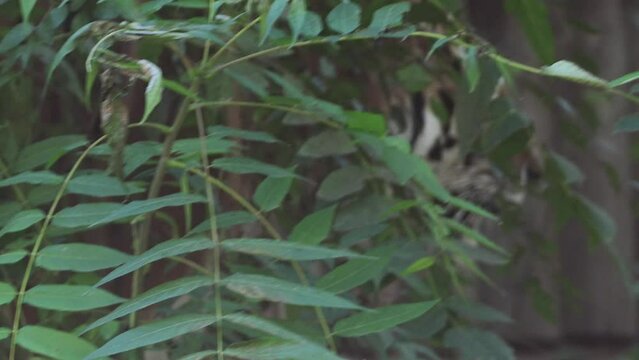 4k120 fps super slow motion video of big male Siberian tiger, panthera tigris altaica walking in forest, hunting in national park in morning sun rays, filmed on Nikon z9 high quality 8k camera
