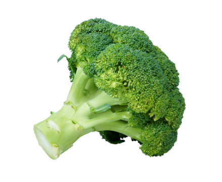 Broccoli isolated on white background with PNG.