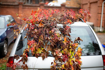 Abandoned gray car overgrown with vines in autumn