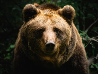 Fototapeta na wymiar Brown bear face in a dark forest. Portrait of an Ursus arctos looking in the camera. Beautiful wild animal in the nature. The brown fur is soft and cute. The male bear seems interested.
