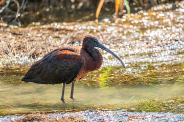 The glossy ibis, latin name Plegadis falcinellus, searching for food in the shallow lagoon.