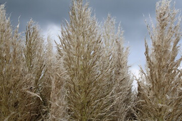 Obraz premium big reed plumes of ornamental grass in the flower garden closeup and a dark sky in the background