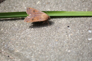 a common yellow underwing moth and a green grass in the garden closeup