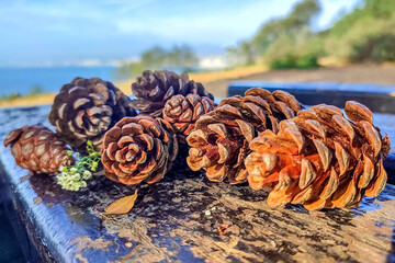 Pommes de pin posée sur une table en bois dans la nature avec des fleurs et une feuille