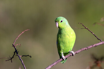 male Blue-winged Parrotlet (Forpus xanthopterygius), isolated, perched on a greenish-yellow background