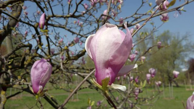 Magnolia flower bud sways in the wind