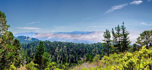 Panoramic view of Redwood Forest with mountains