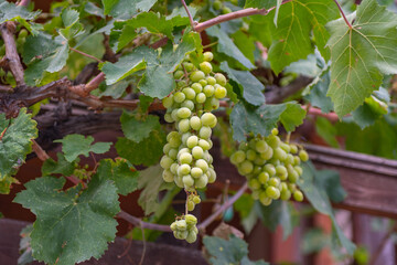 a bunch of green grapes hanging high