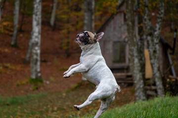 A French bulldog jumps for a frisbee