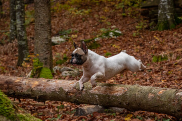 A French bulldog runs through the forest and jumps over a fallen tree