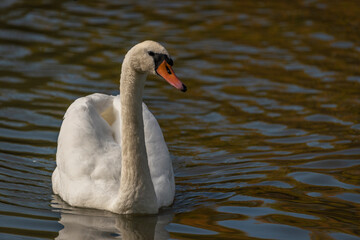 Swan white bird on dirty pond in autumn sunny fresh day