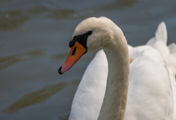 Swan white bird on dirty pond in autumn sunny fresh day