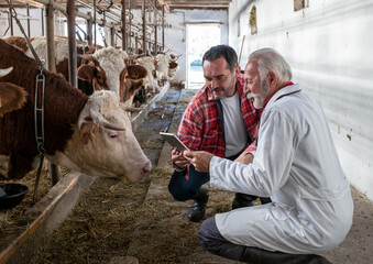 Veterinarian and farmer looking at tablet beside cows in stable
