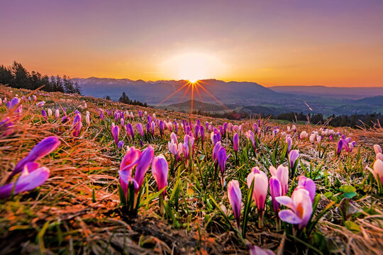 Krokusse - Allg&auml;u - Sonnenuntergang - malerisch - Alpen 