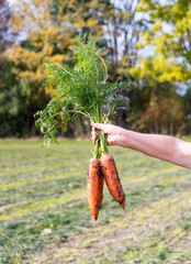 A woman holds three fresh carrots in her hand on a field