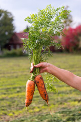 A woman holds three fresh carrots in her hand on a field