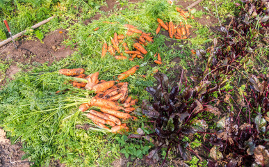 Fresh harvested carrots on the soil