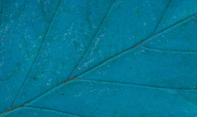 Naklejka na ściany i meble Leaf texture macro closeup. Leaves veins and grooves. Blue toned