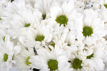 Full frame of blooming chrysanthemum buds with white petals and green center.