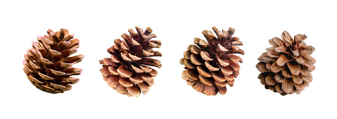 A set of dry pinecones for christmas decoration | Isolated Pinecones